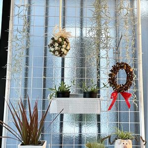 ウスネオイデス,観葉植物,エアープランツ/チランジア,インドアプランツ,インテリア雑貨の画像