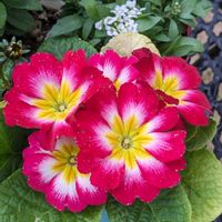 プリムラ,スイートアリッサム ,ブルーデイジー,可愛いの画像