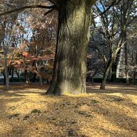 イチョウ,京都御所の画像