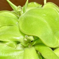 ムシトリスミレ,食虫植物,庭の画像