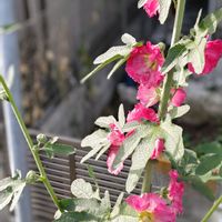 タチアオイ,花のある暮らし,植中毒,花自慢,花中毒の画像