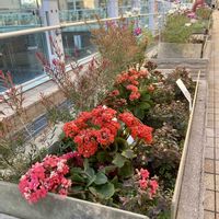 コスモス,ラベンダー,八重咲きカランコエ,コキア(ホウキグサ),アカバセンニチコウ(赤葉千日紅)の画像