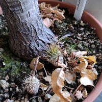 パキポディウム・グラキリス,パキポディウム・グラキリス,パキポディウム・グラキリス,ドルステニア・フォエチダ,アロエ プリカティリスの画像