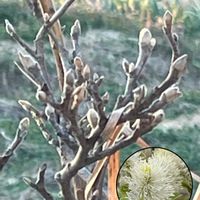 フォザギラ・マヨール,フォザギラ・マヨール,フォザギラ・マヨール,フォザギラ・マヨールの冬芽,フォザギラ・マヨールの冬芽の画像