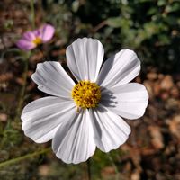 コスモス,ホワイト,大好きな花,シルエット❤︎,風の中の画像