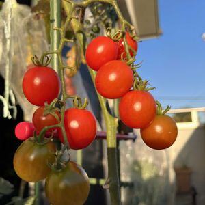 ミニトマト,大根,白菜,ミニ大根,鉢植えの画像