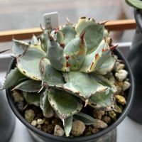 サボテン,ユッカ,アガベ,王妃兜蟹錦,ロックガーデンの画像