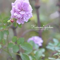 バラ,バラ レイニー・ブルー,バラ レイニー・ブルー,レイニー・ブルー,花のある暮らしの画像