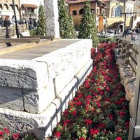 モンステラ,ガーデンシクラメン,デンマークカクタス,シャコバ サボテンの画像