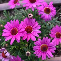 マーガレットの画像