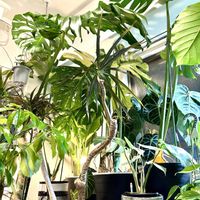 アンスリウム,ドラセナ,モンステラ,モンステラ デリシオーサ,斑入りモンステラの画像