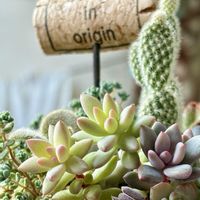 サボテン,多肉植物,緑のある暮らし,成長が楽しみ,ベランダの画像