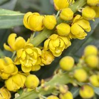 ヒイラギナンテン,おひさまの画像