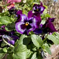 ガザニア,ラベンダー,パンジー,パンジー,ビオラ バニーイヤーの画像