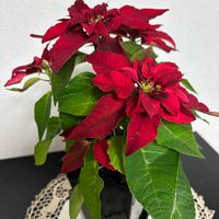 プリンセチア,プリンセチア,プリンセチア,プリンセチア,トラの画像