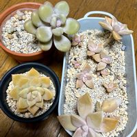 朧月,月美人,薄氷,多肉植物の画像