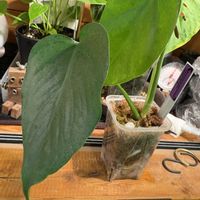 モンステラ,モンステラ デリシオーサ,botanical life,観葉植物のある暮らし,モンステラ　デリシオーサ　シエラナの画像