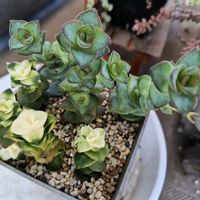 クラッスラ 銀河,クラッスラ スターダスト,クラッスラ スターダスト,クラッスラ属,ベランダーの画像