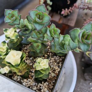 クラッスラ 銀河,クラッスラ スターダスト,クラッスラ スターダスト,クラッスラ属,ベランダーの画像