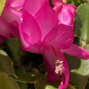 シャコバサボテン,鉢植えの画像