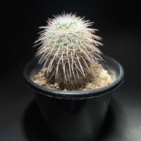 サボテン,白王丸,マミラリア　白王丸,マミラリア,サボテン☆の画像