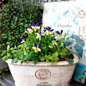 ビオラ,ビオラ　アピスグレイス,寄せ植え,可愛い,癒しの画像