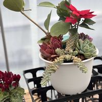 多肉大好き,可愛い多肉ちゃん❤︎,多肉中毒,多肉女子,多肉植物販売店の画像