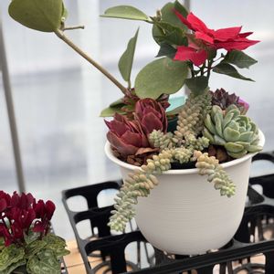 多肉大好き,可愛い多肉ちゃん❤︎,多肉中毒,多肉女子,多肉植物販売店の画像