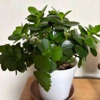 カランコエ,べんけいそう,多肉植物,観葉植物,カランコエの根っこの画像