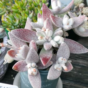 福兎耳,福兎耳,多肉植物,カランコエ属,多肉大好きの画像