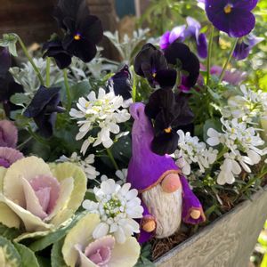 イベリス,葉牡丹,寄せ植え,ガーデン,マイガーデンの画像