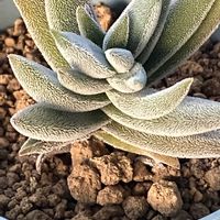 銀揃,ガーデニング,キュンキュン乙女倶楽部,富山支部,花の16年組♡の画像