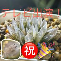 ハオルチア,セラギネラ,斑入りイタドリ,斑入りキケマン,セラギネラ ウィルデノウィー 斑入りの画像