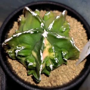 多肉植物,鉢植え,多肉花壇,多肉女子,多肉好きの画像