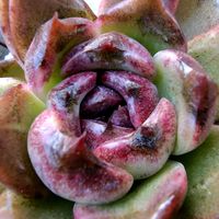 ブラックローズ,紅葉する多肉,ブラックローズ　たなばたの画像