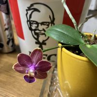 イングリッシュガーデン,もうすぐクリスマス,素敵な出会いに感謝,繋がりに感謝✨,ケンタッキーの画像