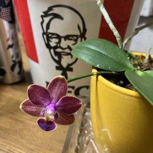 イングリッシュガーデン,もうすぐクリスマス,素敵な出会いに感謝,繋がりに感謝✨,ケンタッキーの画像