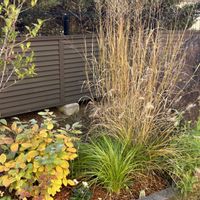 ガイラルディア,シロバナマンサク,メキシカンハット,フォサギラ ブルーミスト,シャシャンボの画像