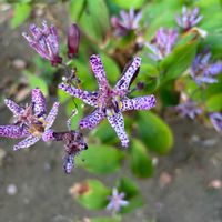 ホトトギス,愛しのむらさきの画像