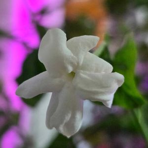 アラビアジャスミン 茉莉花,アラビアジャスミン 茉莉花,アラビアジャスミン 茉莉花,茉莉花の蕾,鉢植えの画像