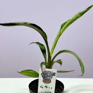バナナの木,観葉植物,斑入り植物,植物大好き,森尾花園の画像