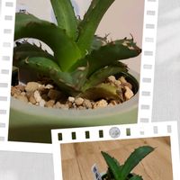 アガベ,姫巌竜の画像