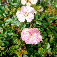 フユシラズ,ミニバラ,ミニバラ,カレンデュラ,花壇の画像