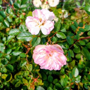 フユシラズ,ミニバラ,ミニバラ,カレンデュラ,花壇の画像