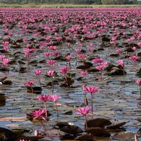 ハス,旅行先,ノーンハーン湖の画像