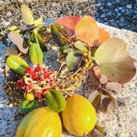 クズ,シャリンバイ,トベラ,ハマボウ,ハマボウの画像