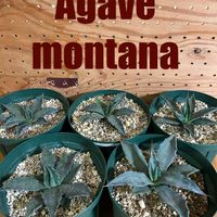 実生,アガベ属,アガベ・モンタナの画像