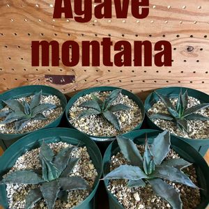 実生,アガベ属,アガベ・モンタナの画像