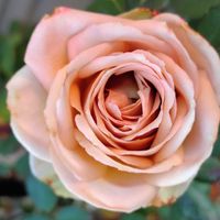 鉢植え,薔薇♪,日向,ばら バラ 薔薇,薔薇愛同盟の画像