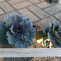 ハボタン,葉牡丹の画像